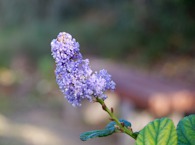 423955903 Ceanothus 1